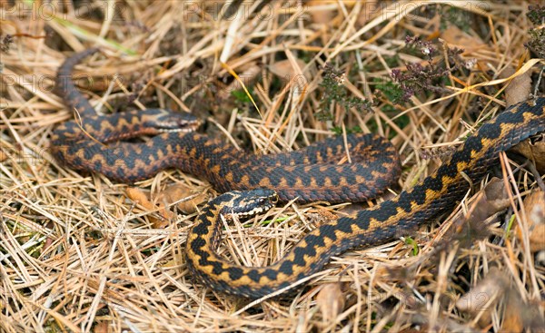Two wild common european vipers (Vipera berus), brown adults, females, meet and crawl well