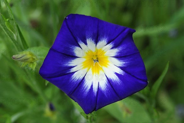 Tricoloured bindweed (Convolvulus tricolor) in a flower meadow, Schwaebisch Gmuend,