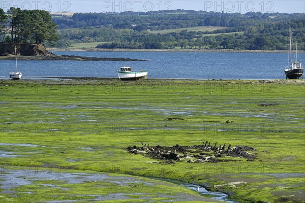 Greve de Tibidy at low tide, Hopital-Camfrout, Bay of Brest, Finistere Penn ar Bed, Bretagne