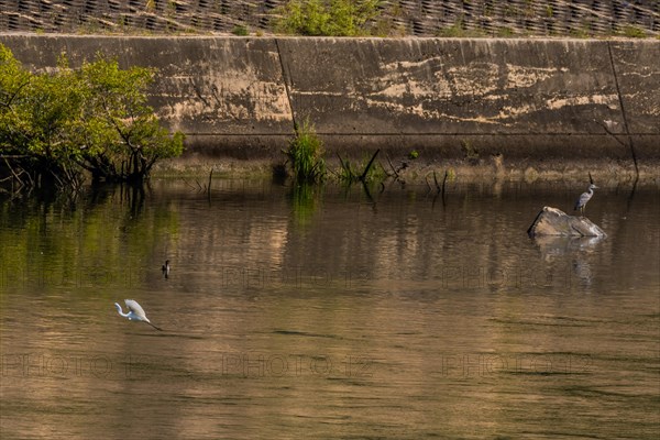 Egret flying near surface of river in front of cormorant and gray heron perched on boulder in front