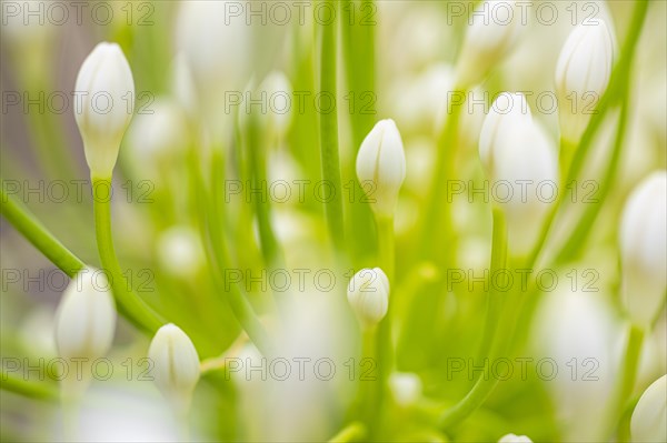 White flowers of an ornamental lily (Agapanthus), Capolieveri, Elba, Tuscan Archipelago, Tuscany,