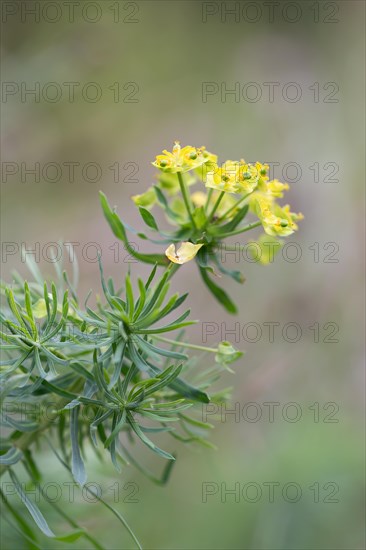 Cypress spurge (Euphorbia cyparissias), flower from the side, North Rhine-Westphalia, Germany,