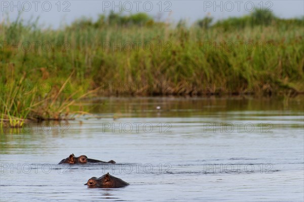 Hippopotamus (Hippopotamus amphibius), Hippopotamus, animal, danger, dangerous, wild, river, river