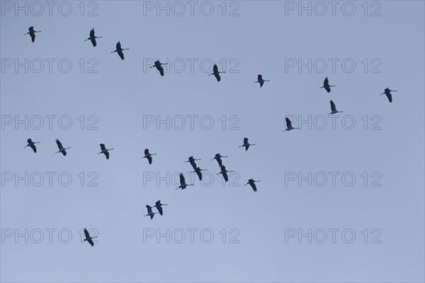 Cranes (Grus grus) flying in formation in the sky, Ruhr area, Westphalia, North Rhine-Westphalia,
