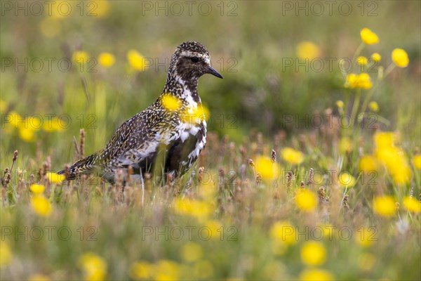 European golden plover (Pluvialis apricaria) surrounded by dandelions, Grimsey Island, Iceland,