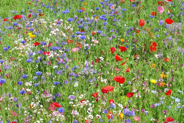 Cornflowers (Centaurea cyanus), yarrow (Achillea), mallow (Malva), yellow daisies (Leucanthemum),
