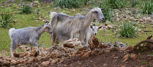 A goat family (caprae) with young on a rocky grassy area in nature, Aradena Gorge, Aradena, Sfakia,