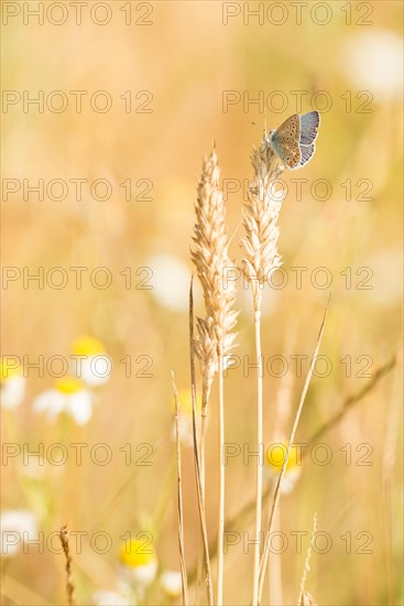 Common blue butterfly (Polyommatus icarus) sitting on an ear of corn in a summer field, nature