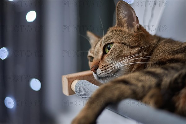 Image of a purebred Bengal cat lying on a hammock attached to a heater. Pet care concept. Mixed