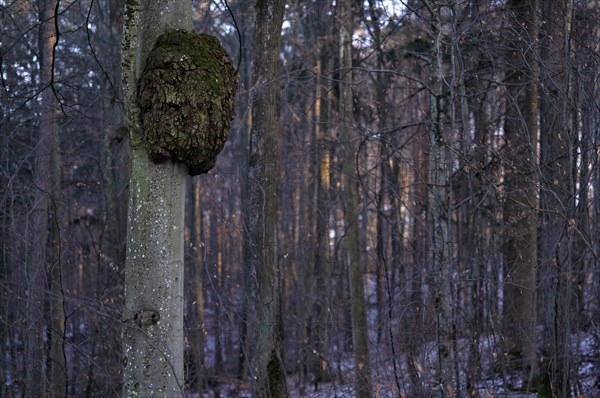 Tree cancer on tree trunk, cell growths caused by bacteria or fungal infestation, Korb im Remstal,