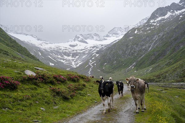 Cows on the alpine meadow, Schlegeisgrund valley, glaciated mountain peaks Hoher Weiszint and