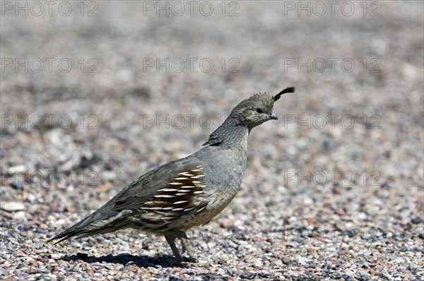 Gambel's quail (Callipepla gambelii, Lophortyx gambelii) female foraging in the desert, native to