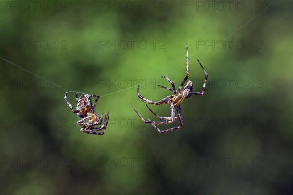 European garden spiders, diadem spider, cross spider, cross orbweaver (Araneus diadematus),