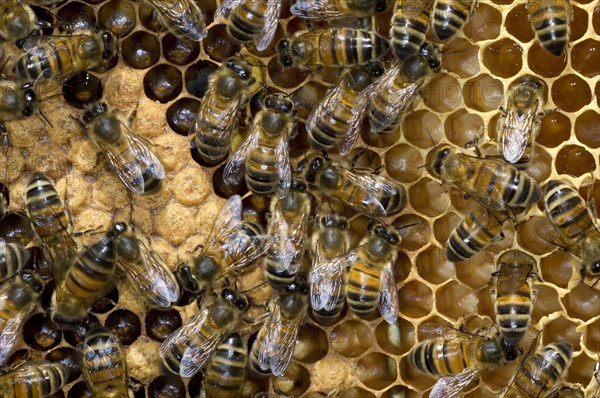 Honey bee workers (Apis mellifera) on comb showing capped and uncapped cells containing honeybee