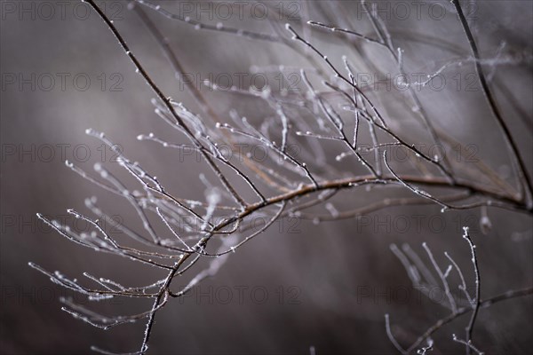 The bushes in Berlin are frozen on Thursday morning. There is currently an official warning of icy