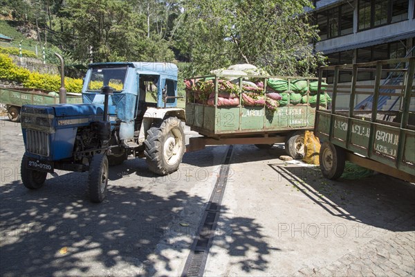 Freshly picked tea leaves arriving at Mackwoods tea estate factory, Nuwara Eliya, Central Province,