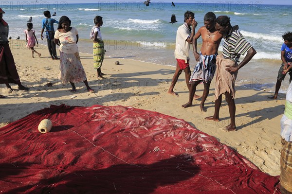 Traditional fishing hauling nets Nilavelli beach, near Trincomalee, Eastern province, Sri Lanka,