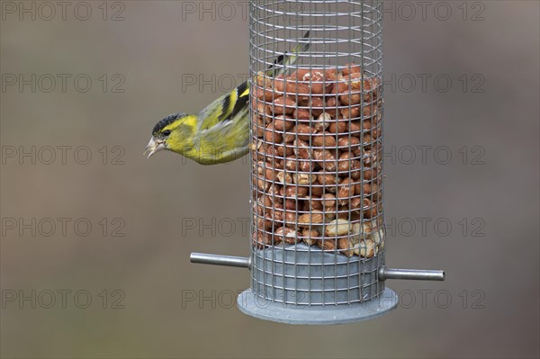Eurasian siskin, European siskin, common siskin (Spinus spinus) male in breeding plumage eating