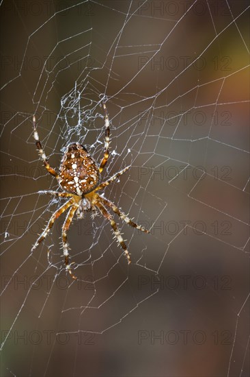 European garden spider, diadem spider, orangie, cross spider, crowned orb weaver (Araneus