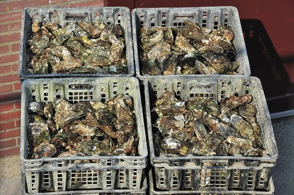 Japanese oysters in plastic storage trays harvested at oyster farm in Yerseke along the