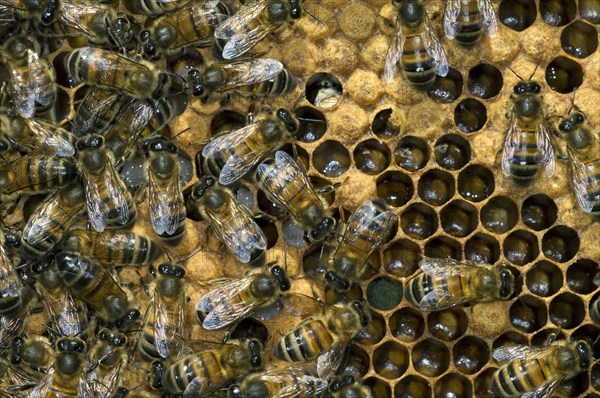 Honey bee workers (Apis mellifera) on comb showing capped and uncapped cells containing honeybee
