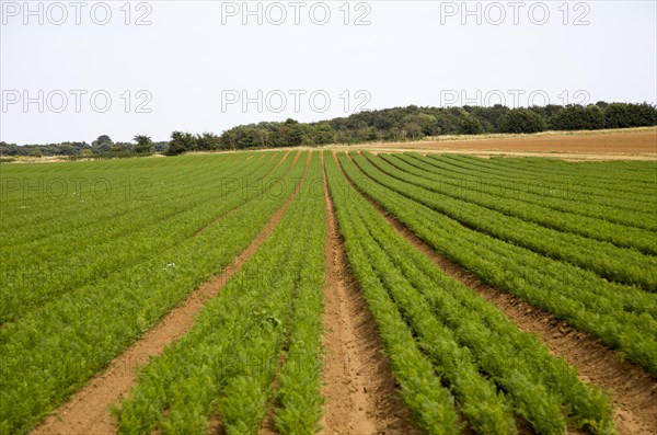 Lines of carrots growing in a field in Sandlings former heathland, Sutton, Suffolk, England, UK