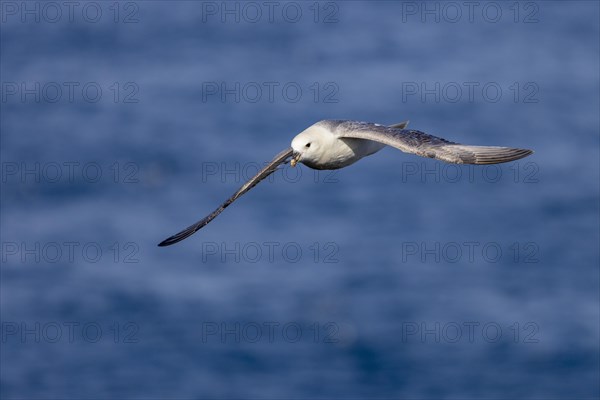Northern fulmar (Fulmarus glacialis), in flight over the sea, Iceland, Europe