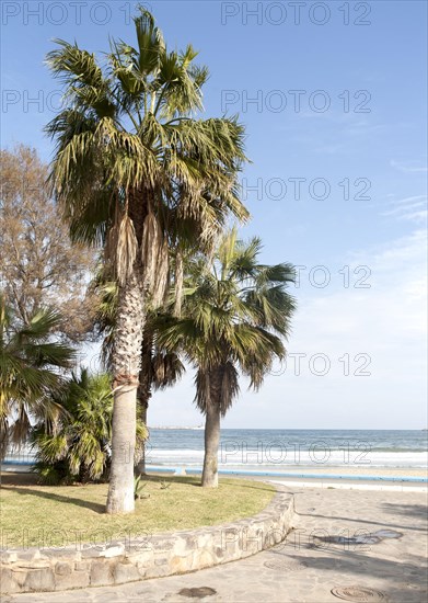 Palm trees sandy beach sea Melilla autonomous city state Spanish territory in north Africa, Spain,