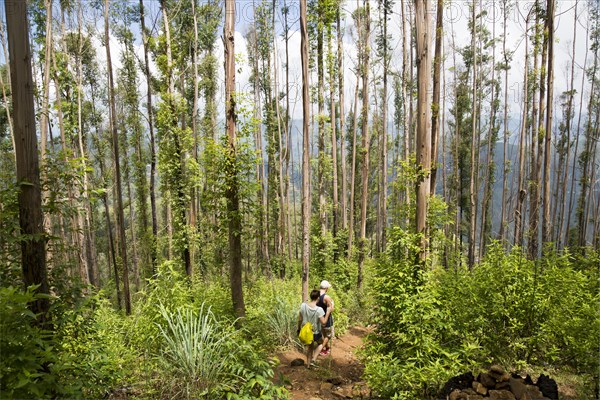 Walkers passing through forest, Ella Rock mountain, Ella, Badulla District, Uva Province, Sri