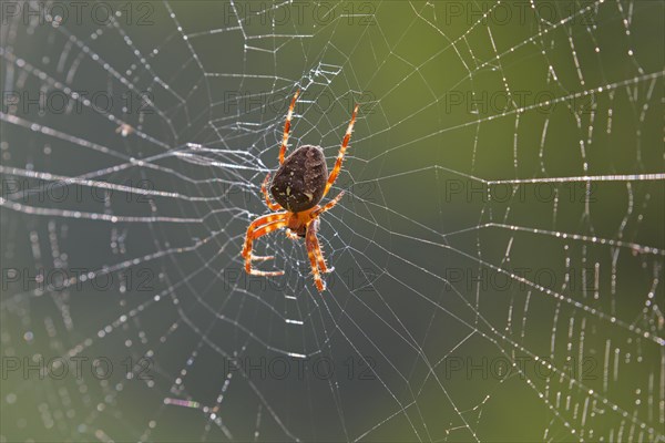 European garden spider, diadem spider, cross spider, crowned orb weaver (Araneus diadematus) in