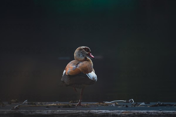 Egyptian goose (Alopochen aegyptiaca), a single bird stands on one leg on a dark background at the