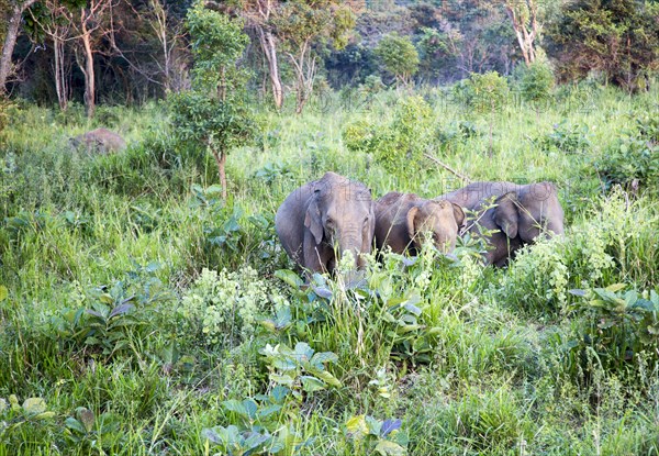Wild elephants in Hurulu Eco Park biosphere reserve, Habarana, Anuradhapura District, Sri Lanka,