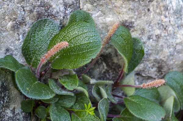 Net-leaved willow, snow willow (Salix reticulata, Salix nivalis), dwarf willow showing male