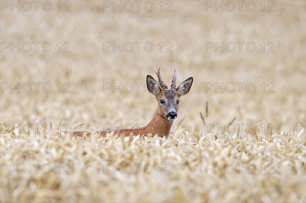 European roe deer (Capreolus capreolus) buck foraging in cereal field, cornfield, wheat field in