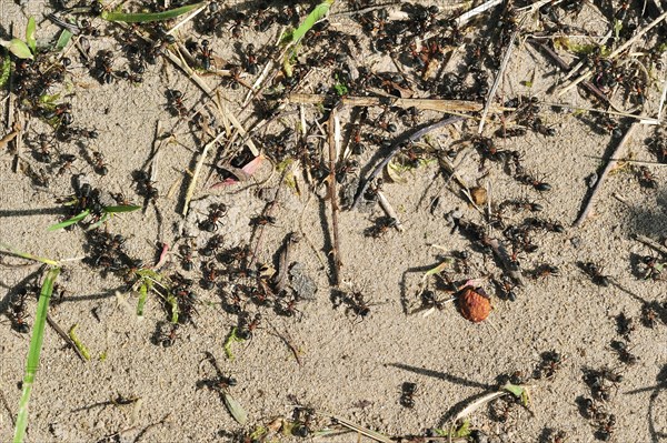 Black-backed meadow ants (Formica pratensis, Formica pratensis var. nigricans) foraging on the