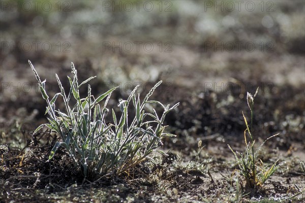 Fresh new shoots of grass, covered in dew during the rainy season in the Kalahari desert, Kgalagadi