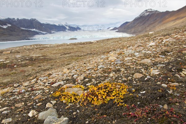 Dwarf willow, least willow, snowbed willow (Salix herbacea) species of tiny creeping willow showing