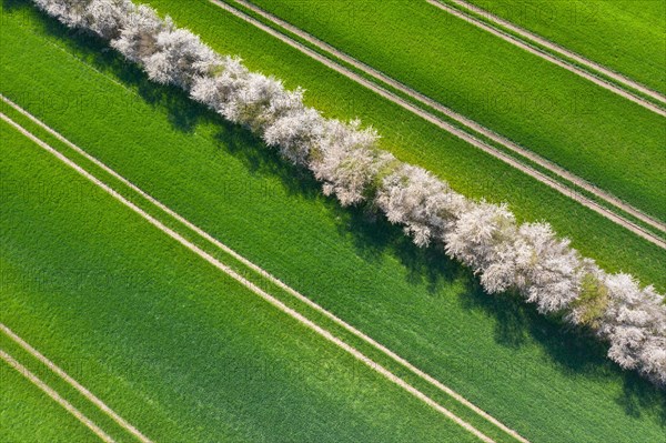 Aerial view over bocage landscape with fields and pastures shielded by blooming hedges and