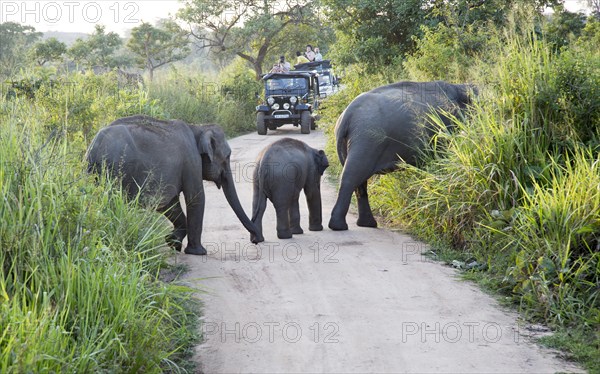 Wild elephants in Hurulu Eco Park biosphere reserve, Habarana, Anuradhapura District, Sri Lanka,