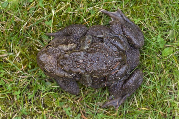 Common Toad, European Toad (Bufo bufo) pair migrating in amplexus to breeding pond in spring,