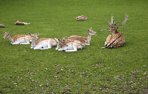 Fallow deer in small urban park, Maastricht, Limburg province, Netherlands