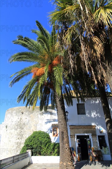 Palm trees and white buildings, Vejer de la Frontera, Cadiz Province, Spain, Europe