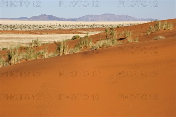 Dune bushman grass, dune reeds (Stipagrostis amabilis) on sand dune in the Namib desert, Namibia,