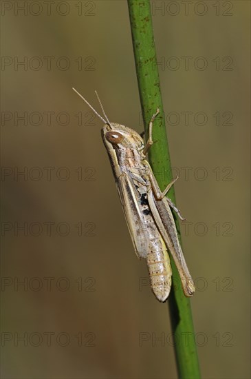Sharp-tailed grasshopper (Euchorthippus declivus, Acridium declivus) female climbing grass stalk in