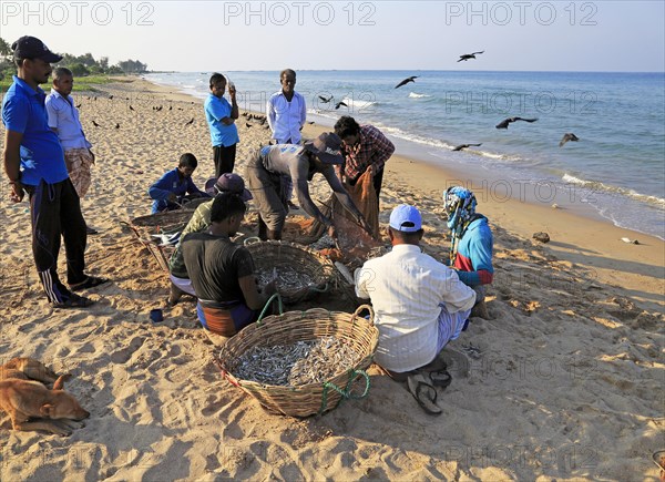 Traditional seine fishing hauling nets Nilavelli beach, near Trincomalee, Eastern province, Sri