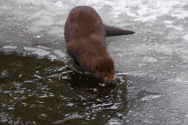 American mink (Neovison vison, Mustela vison), mustelid native to North America on frozen river