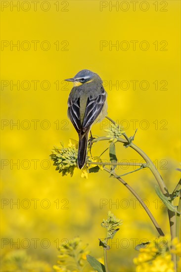 Blue-headed wagtail (Motacilla flava flava) male perched in yellow rape field, rapefield flowering