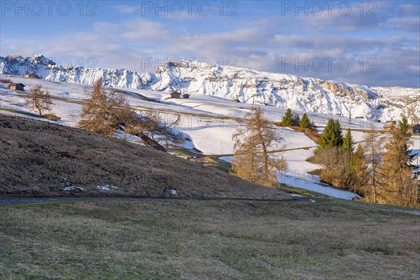 Landscape with snow-covered mountains in the background in the morning light, rose garden, Seiser