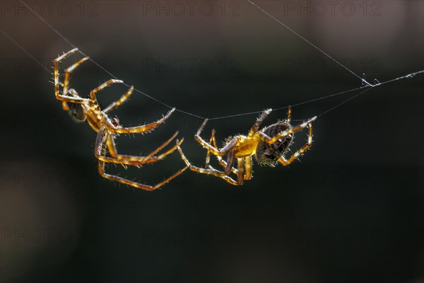 European garden spiders, diadem spider, cross spider, cross orbweaver (Araneus diadematus),