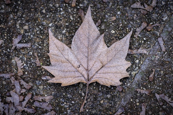 A frozen leaf lies on the pavement in Berlin on Thursday morning. There is currently an official